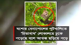 লোকালয়ে এবার চিতা বাঘ 😱 যশোরের শার্শা পুটখালিতে