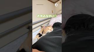 愛猫と寝るまでの一部始終｜PECO #三毛猫 #保護猫 #保護猫のいる暮らし #猫 #猫動画 #猫のいる暮らし #calicocat #cat #catlover