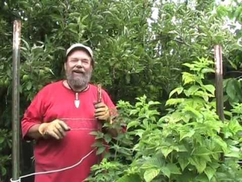 Raspberry Pruning Basics - YouTube