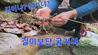 절벽에 누운 이만기 종아리 굵기만한 도라지! 아름다워유.