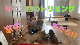 【ゴールデンレトリバー】家でやらなきゃよかった😭トリミング！[Golden Retriever] I had to do it at home trimming!