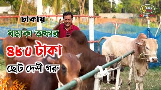 ঢাকায় ৪৮০ টাকা ধামাকা অফারে কোরবানির গরু, সাথে হোম ডেলিভারি ফ্রি! কোরবানির গরু ২০২৪