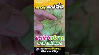 มะเขือเปราะ สิ่งนี้เกิดขึ้น ถ้ากินทุกวัน  | Nava DIY