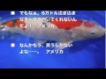 【海外の反応】◯◯◯万円の値が付いた錦鯉が外国人を魅了「この美しさは何なんだ」