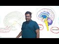 मानवी मेंदू by सागर सर human brain part 02 upsc mpsc सामान्य विज्ञान