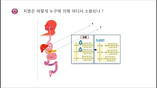 지방을 누가 어디서 어떻게 분해하나 ?