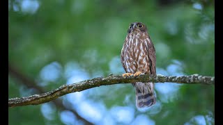 アオバズク　Brown Hawk Owl Episode 33