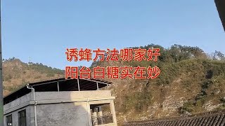 诱蜂方法哪家好，阳台白糖实在妙