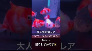 シャークらんちゅう