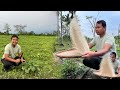 Helping My Wife at home | Cleaning our Pumpkin farms | Village couple lifestyle | Cleaning Rice