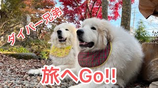 グレートピレニーズ家族でお出かけしたワン🐶💕#greatpyrenees #超大型犬 #グレートピレニーズ #犬のいる暮らし #dogs #もふもふ #田舎暮らし #紅葉