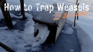 How to Trap Weasels (Ermine) ┃With Catches in Weasel Boxes!