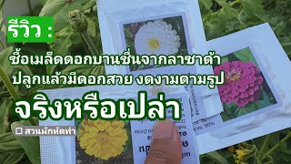 Review: ซื้อเมล็ดดอกบานชื่นจากลาซาด้า งามเหมือนโฆษณาหรือเปล่า