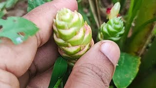 റോസിന് മാത്രമല്ല പച്ചക്കറിക്കും ഇങ്ങനെ ചെയ്തു നോക്കൂ നിറച്ച് പൂക്കുകയും ചെയ്യും കായ്ക്കുകയും ചെയ്യും