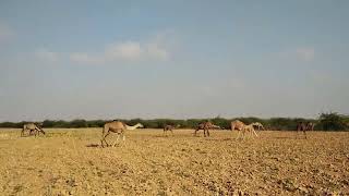 Camels | Kharai Camels Kutch | At Farm#maldhari #kharaicamel #camels #banni #kutch #camel#carvan