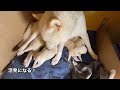 北海道犬のネムの赤ちゃんは生後14日目の夜の様子！ほとんど鳴かない子犬達！あと1週間もすれば賑やかになるだろう🐕