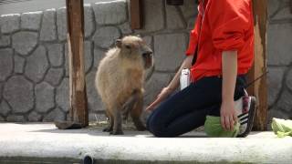 那須どうぶつ王国 カピバラ