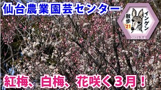 インゲン散歩'21 せんだい農業園芸センター　紅梅、白梅、花咲く３月！　2021 3 4  (Sendai City Agriculture \u0026 Horticulture Center)