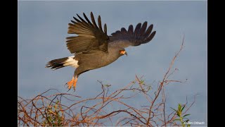 Snail Kites: A Real Florida Survival Story by Tyler Beck. Orange Audubon Society Aug 2020 Program