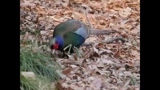 北本自然観察公園　雉　pheasant  japanese pheasant