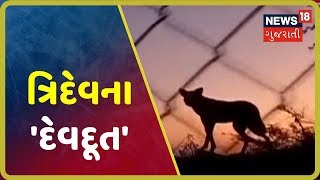 ક્યાંથી આવે છે ખૂંખાર જાનવર? મંદિરમાં ભગવાનની આ કેવી લીલા? | SPECIAL REPORT