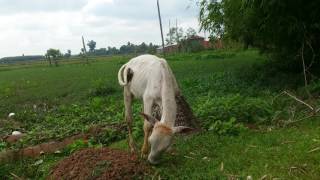 កូនគោនិងសត្វឆ្កែ/Cow and Dog