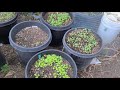 Garden Vlog In November & Sowing Lots Of Winter Vegetables | Lots Of Plants Updates.