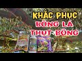 Đậy Bạt Không Ra Bông Bị Hiện Tượng Bông Lá, NGUYÊN NHÂN VÀ BIỆN PHÁP KHẮC PHỤC TÌNH TRẠNG BÔNG LÁ