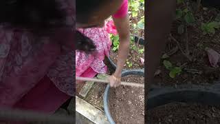 my home garden turmeric harvest ||home  turmeric| #myhome #garden #turmeric #pasupu #harvest