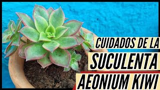 Suculenta AEONIUM KIWI / Aprendiendo a Cuidar