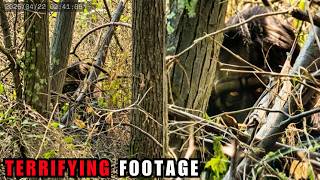 4 CLEAREST Bigfoot Encounters Caught on Camera