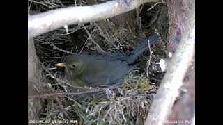 Blackbird Dad \u0026 Mum Feed