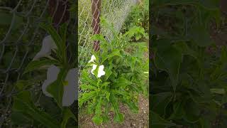 पांढरा चाफा,Terrace garden and farming #shorts#youtube @my hobby