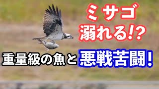 ミサゴ溺れる！？重量級の魚と悪戦苦闘！[osprey]