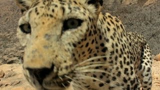 Arabian Leopard's Mating Call - Wild Arabia - Episode 2 Preview - BBC