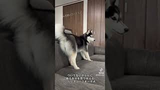 テレビに反射して映る自分の姿を見て吠える生後8ヶ月のシベリアンハスキー子犬