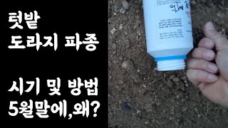 텃밭, 도라지 씨앗 파종 / 시기 및 방법? / 5월말에? 왜?