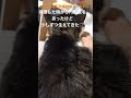 【円形脱毛の高齢猫】 shorts 猫動画 保護猫と暮らす 高齢猫 cat