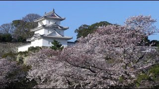 Sakura viewing @ Akashi castle ruins