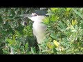 230425野鳥サギのコロニー庄川畔6 00