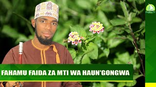 #LIVE:  FAHAMU FAIDA ZA MTI WA HAUN'GONGWA