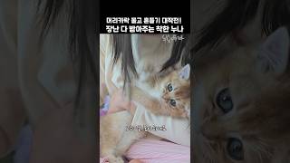 머리카락 물고 흔들고 난리! 냥냥이 장난을 잘 받아주는 착한 누나