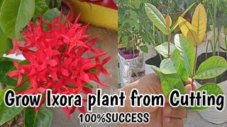 How to grow Ixora plant from cutting | Ixora ke paudhe ko cutting se kaise lagaen | Ixora plant