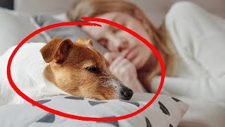 Por que seu cachorro dorme com você? Como o lugar onde o seu cão dorme revela a conexão entre vocês