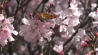 2019.3.20 東京新宿鳥散歩・キタテハ