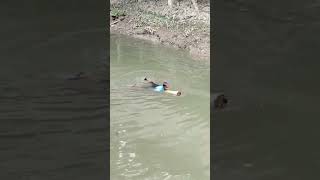 Swimming with banana tree# কলাগাছ দিয়ে সাঁতার কাটা#কৈশরিক আনন্দ# #please_subscribe_my_channel