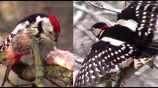 Средний пёстрый дятел, большой и седой едят сало || woodpeckers eat bacon