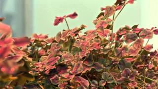 The Secret Of The Four-Leaf Clover