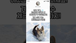 ❄️ 추운 겨울, 강아지랑 산책할 때 꼭 알아야 할 5가지‼️👉 지금 바로 겨울 산책 필수 체크리스트 확인해보세요! #강아지상식 #애견