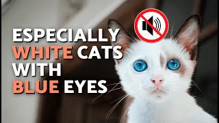 Are ALL WHITE CATS DEAF? 🐈👂🏻❌ (Deafness in White Cats Explained)